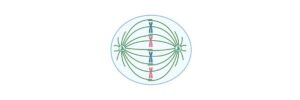 Read more about the article Metaphase: Definition, Checkpoints, Diagram, and Examples