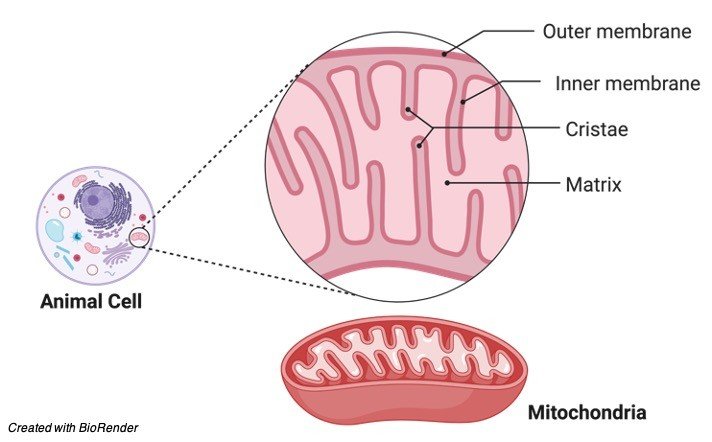 Mitochondria, Mitochondria Function, Mitochondria Definition, Mitochondria Structure, Mitochondria Facts