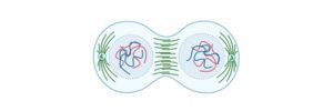 Read more about the article Mitosis: Phases, Diagram, Stage, and Checkpoints