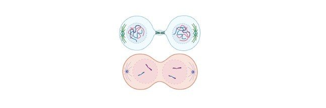 Read more about the article Mitosis vs Meiosis: Chart, Definition, and Diagram