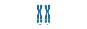 Read more about the article Multiple Alleles: Definition, Types, and Examples