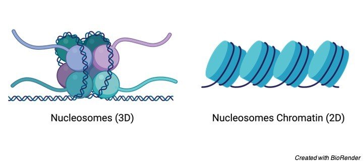 Nucleosome Structure - research tweet