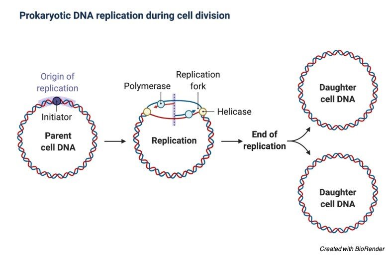 Origin of Replication- Definition, Structure, Diagram, and Function - research tweet