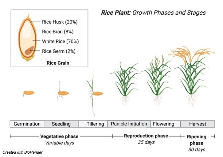 Plant Growth - research tweet 2