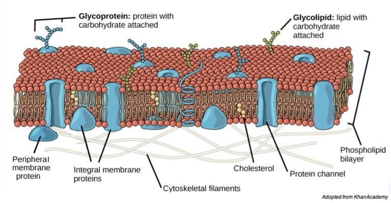 Plasma Membrane: Definition, Structure, and Composition