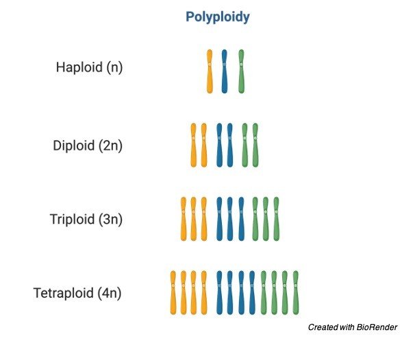 Polyploidy - research tweet 1