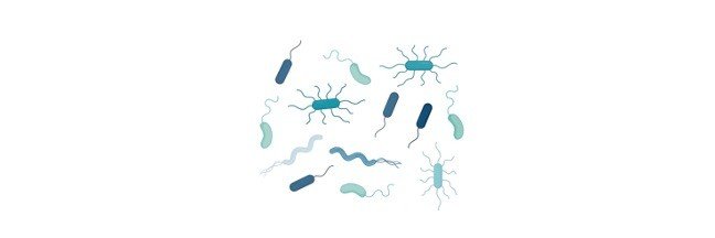 prokaryotic-cell-definition-examples-and-structure