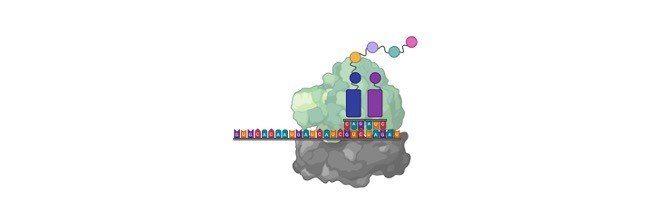 Read more about the article Protein Synthesis: Definition, Steps, and Diagram