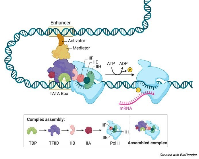 rna-polymerase-function-types-definition-i-researchtweet