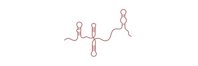 Read more about the article RNA, Types, and RNA vs DNA