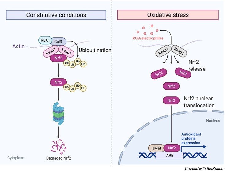 Reactive Oxygen Species - research tweet 1