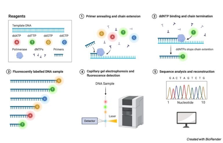 dna-sequencing-definition-type-mechanism-and-significance