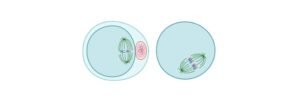 Read more about the article Significance of Mitosis: Definition, Mitotic Phase, and Diagram