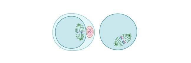 Read more about the article Significance of Mitosis: Definition, Mitotic Phase, and Diagram