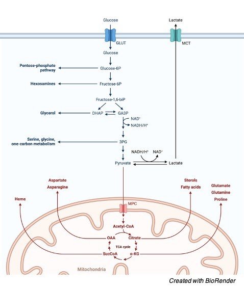 TCA Cycle Krebs Cycle - research tweet 2