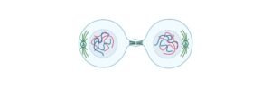 Read more about the article Telophase: Definition, Checkpoints, Diagram, and Examples