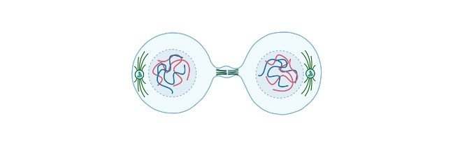 Read more about the article Telophase: Definition, Checkpoints, Diagram, and Examples