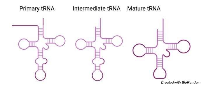 Transfer RNA (tRNA) - research tweet 2