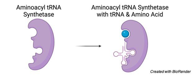 Transfer RNA (tRNA) - research tweet 3