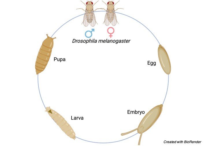 drosophila melanogaster - research tweet 1