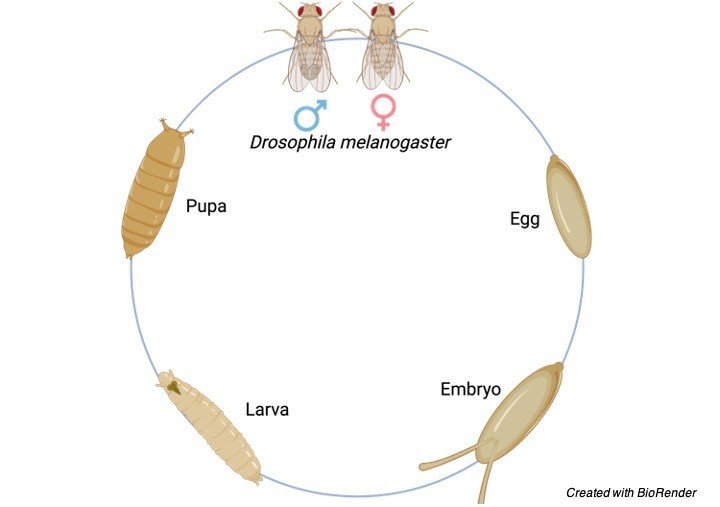 drosophila life cycle time