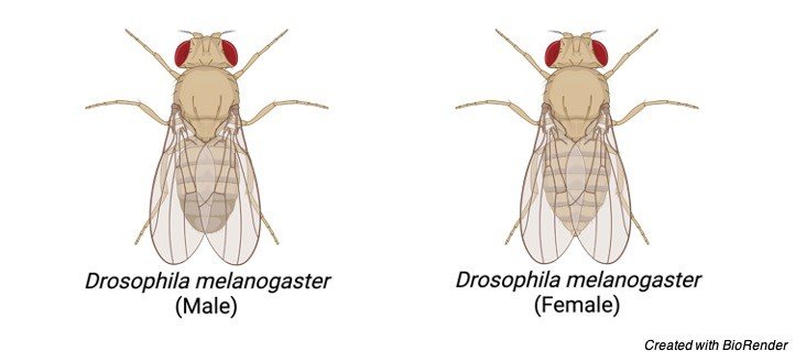 Drosophila Melanogaster Research Tweet 2 
