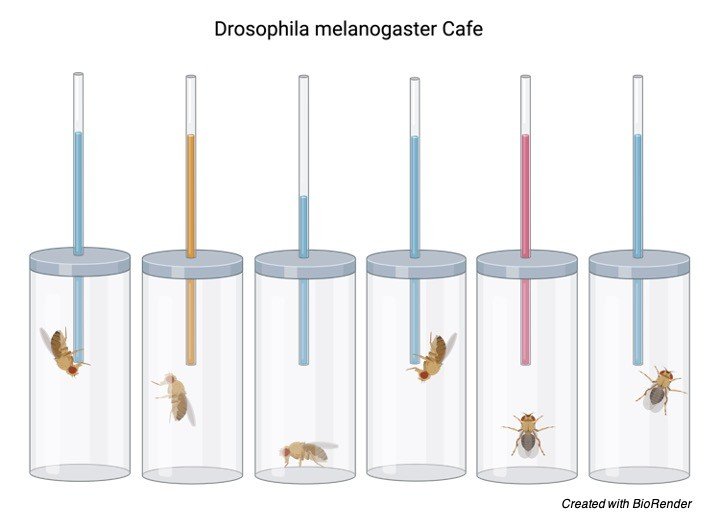 drosophila melanogaster - research tweet 4
