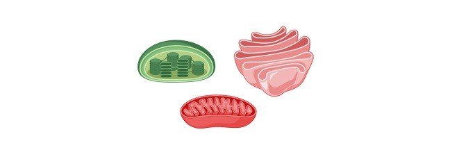 Read more about the article Cell Organelle: Definition, Types, and Function
