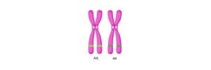 Read more about the article Allele: Definition, Characteristic, and Examples