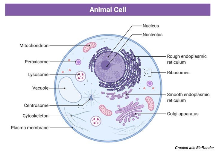 Cell, Plant Cells, What is Cell, Animal Cell, Cell Diagram,