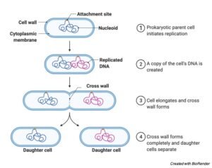 Asexual Reproduction: Definition, Types, and Examples