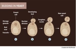 Asexual Reproduction: Definition, Types, and Examples