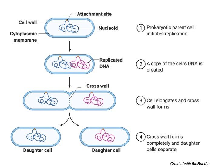 bacteria binary fission