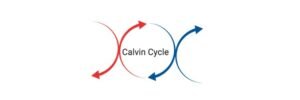 Read more about the article Calvin Cycle: Definition, Meaning, and Examples