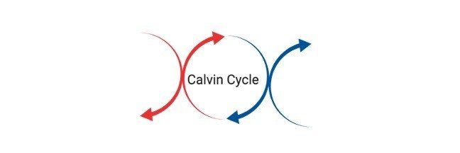 Read more about the article Calvin Cycle: Definition, Meaning, and Examples