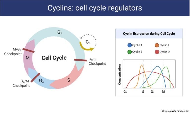 cell-cycle-phases-diagram-stage-and-checkpoints