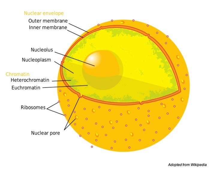 Cell Nucleus, Cell Nucleus Definition, Cell Nucleus Function, Cell Nucleus Structure 1