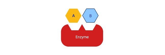 Read more about the article Coenzyme: Definition, Characteristic, and Examples