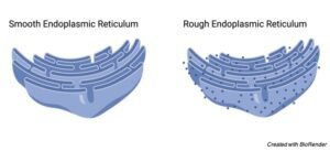 Endoplasmic Reticulum: Definition, Function, and Structure
