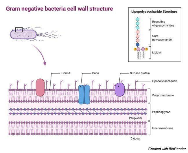 Gram Negative Bacteria - Gram Negative Bacteria Cell wall - Gram Negative Bacteria Diagram - Gram Negative Bacteria Definition