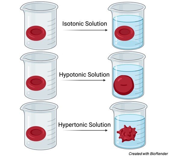 Hypotonic Solution, Tonicity, Hypotonic Solution Examples, what is Hypotonic Solution, Hypotonic Solution Definition,