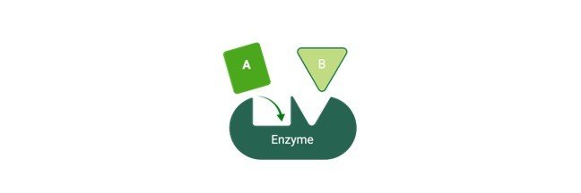 Isozymes, Isozyme, Isozymes Definition, Isozymes Examples
