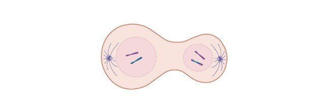 Read more about the article Meiosis: Definition, Stages, and Examples
