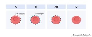 Multiple Alleles: Definition, Types, And Examples