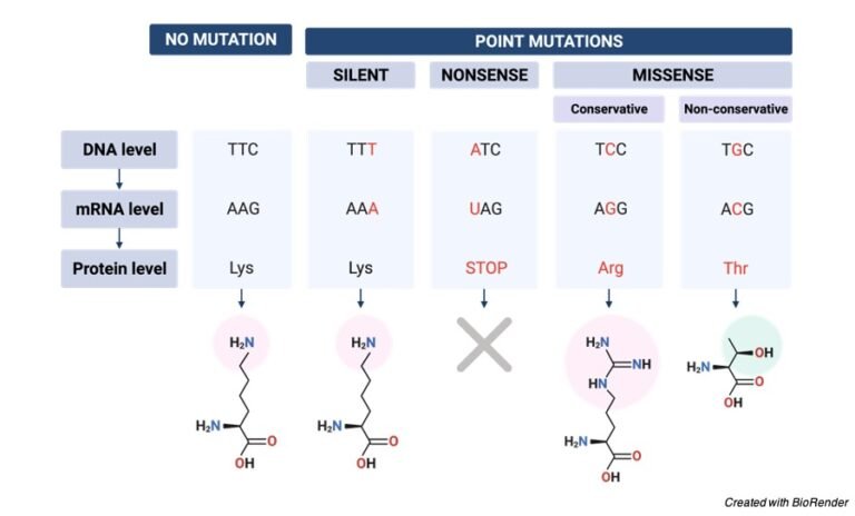 Mutations: Definition, Types, Causes, Facts I ResearchTweet