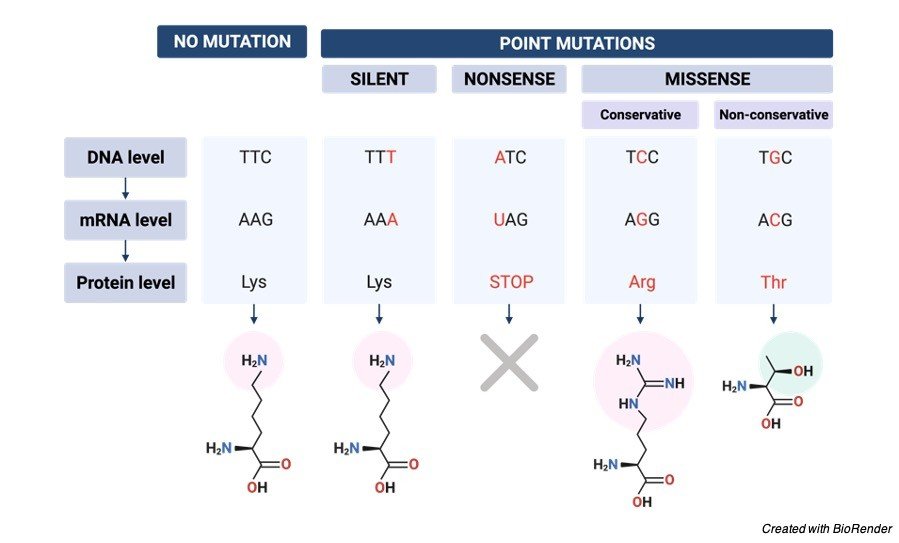 Mutations Definition - Point Mutation - frameshift mutations
