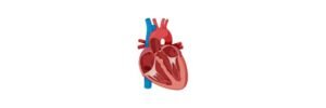 Read more about the article Myocardium: Definition, Function, and Examples