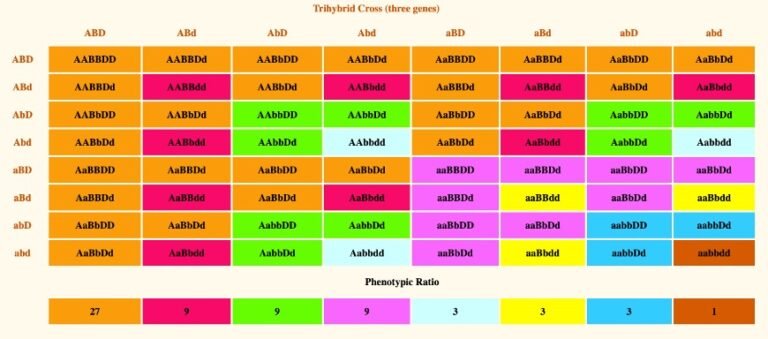 phenotypic-ratio-definition-calculation-and-examples