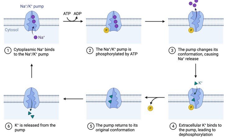 Phosphorylation, What is Phosphorylation,