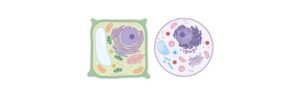 Read more about the article Plant Cell vs Animal Cell: Definition and Diagram